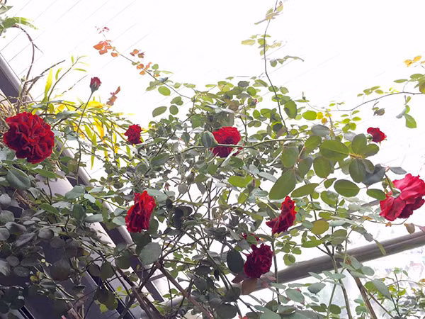 Hồng đỏ rực quyến rũ.