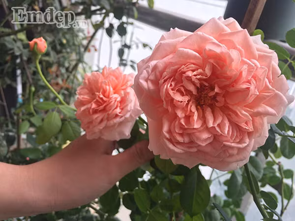 Duyên dáng và tỏa ngát hương thơm.