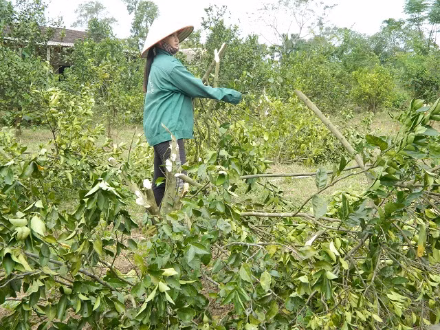Trong phai cam "dai", ban re chang ai mua, cho khong ai lay-Hinh-4