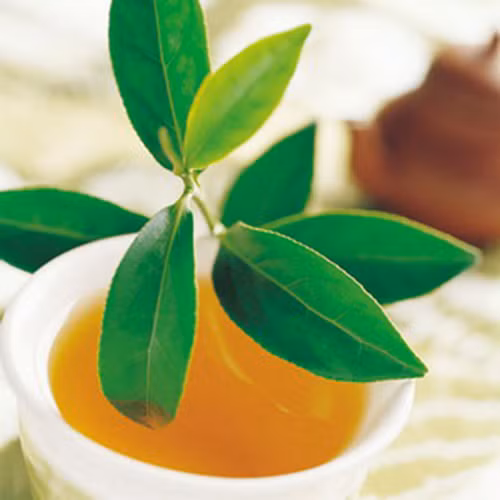 8 cong thúc dùng la che xanh rát don giản