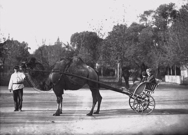 Khi mới được thành lập vào năm 1864, vườn thú có khoảng 134 loài động vật nuôi, 153 loài chim và động vật hoang dã cùng 7 loài bò sát. Một số loài vật được nhập khẩu như sư tử, hổ, tê giác và cá sấu,...