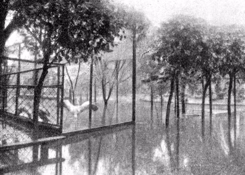 Cảnh ngập lụt trong sở thú ở Moscow năm 1913.
