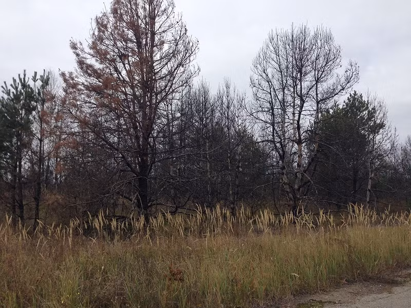Cây cối mọc um tùm ở khu vực xảy ra thảm họa hạt nhân Chernobyl.