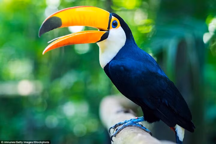 Tháng Bảy: Vùng đất ngập nước Pantanal (Brazil) vừa trải qua một mùa khô nóng gay gắt nên đây là thời gian lý tưởng để các loài động vật khoác lên mình chiếc áo mới rực rỡ màu sắc, từ loài vẹt đuôi dài đến những chú báo đốm Mỹ.