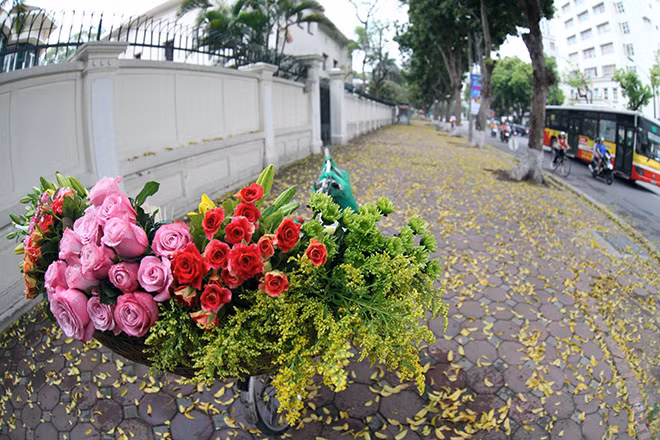 Những khóm hoa hồng lãng mạn thong dong khắp phố cũng là khoảnh khắc khó quên mỗi khi mùa thu về.