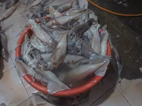 Giá bán lẻ phân đạm, u rê trên thị trường dao động từ 8.000 - 10.000 đồng/kg. Với một kg, số lượng hải sản ướp lạnh có thể lên đến cả tấn. Điều này khiến người tiêu dùng không khỏi rợn người về công nghệ tẩm ướp, giữ tươi hải sản.