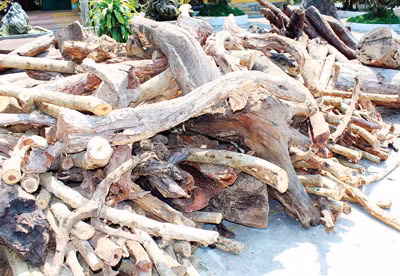 Trước đó, năm 2014, gỗ trắc dây cũng trở thành món hàng lạ lái thương Trung Quốc thu mua rầm rộ tại địa bàn thị xã Ninh Hòa và Huyện Vạn Ninh, tỉnh Khánh Hòa với giá 10.000 - 12.000 đồng/kg.