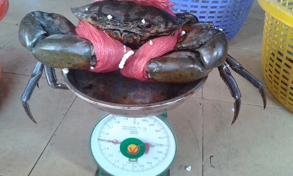 Nếu bạn xem lớp da lụa trên càng cua màu hồng đỏ hoặc hồng sậm thì cua nhiều thịt, lớp da này thẳng bóng, đó là cua béo và còn tươi. Ngược lại, cua cũ, lớp da này nhăn nheo.