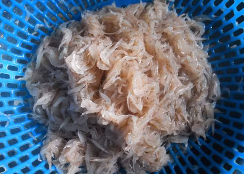 Ruốc hay còn gọi là moi hoặc khuyết, là động vật giáp xác mười chân sống ở vùng nước lợ hay nước mặn ven biển, chúng thường chỉ được dùng để làm mắm (mắm ruốc, mắm tôm hoặc mắm chua) hay phơi khô rồi xay vụn thành bột ruốc.