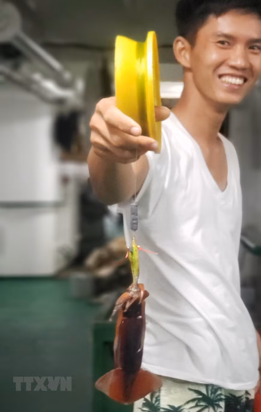 Cá mực ma. Chính con mực này sẽ trở thành mồi câu còn sống để nhử cá lớn đại dương. (Ảnh: Hoàng Hùng/TTXVN)