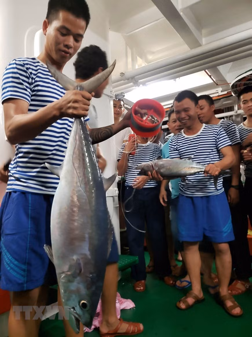 Câu được chú cá thu trên 10kg. (Ảnh: Hoàng Hùng/TTXVN)