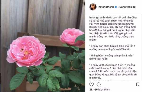 Hà Tăng chia sẻ bí quyết để trồng hoa hồng bông to rực rỡ, nhìn là mê - Hình 2 Ha Tang chia se bi quyet de trong hoa hong bong to ruc ro, nhin la me-Hinh-2