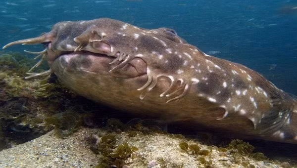 Cá mập wobbegong được biết đến là một trong những loài cá mập quái dị nhất hành tinh. 