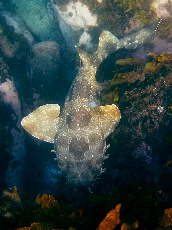 Khi mới sinh ra, cá mập wobbegong chỉ chừng 20 cm, và khi trưởng thành chúng có thể đạt đến chiều dài chừng 1,25 mét, một số cá thể thậm chí còn lớn hơn.