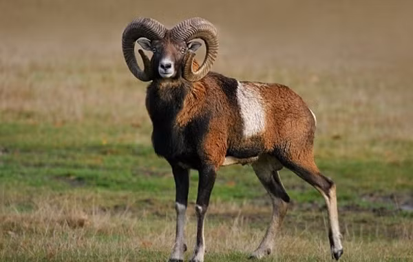 Cừu Mouflon là thành viên trong gia đình cừu hoang, chúng được tìm thấy trên khắp Iran và Iraq, cũng là một trong những loài vật có cặp sừng ''khủng'' nhất quả đất.