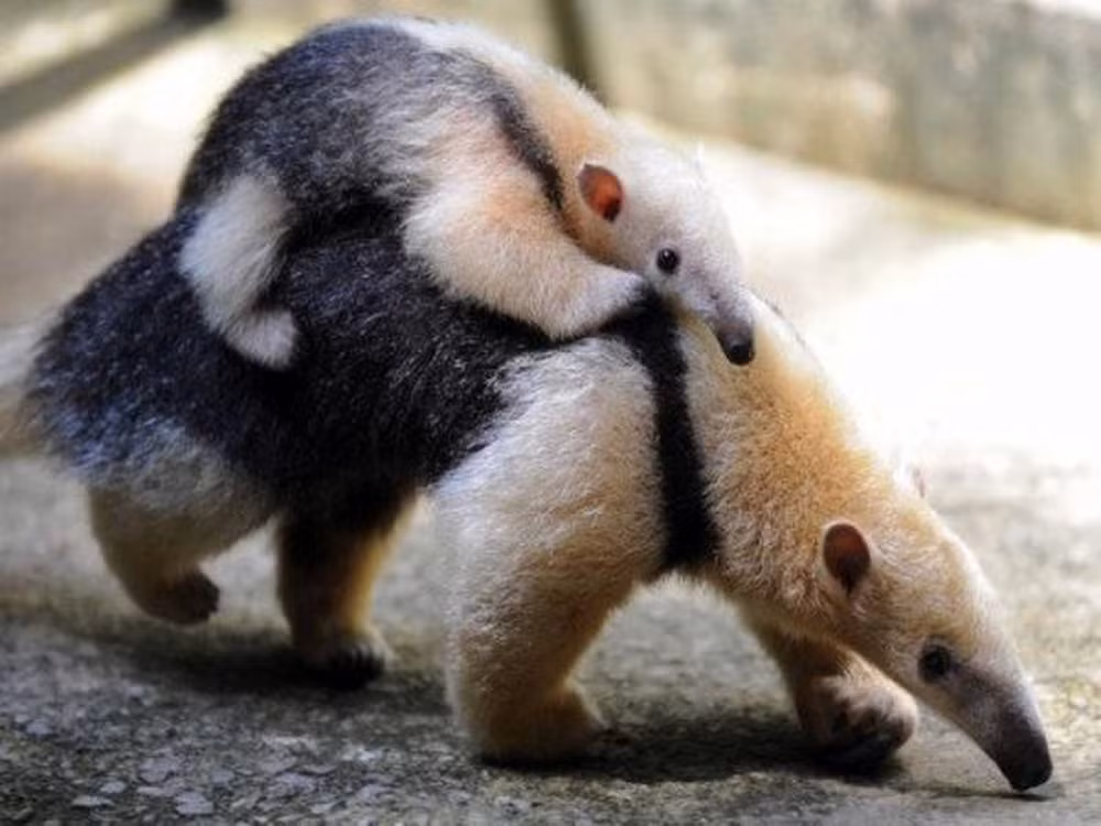 Thế nhưng mùi của chồn hôi châu Phi vẫn chưa là gì so với thú ăn kiến nhỏ, hay Tamandua tetradactyla. Chúng ta hoàn toàn có thử ngửi thấy mùi của chúng nếu đứng cách xa khoảng 50 mét.
