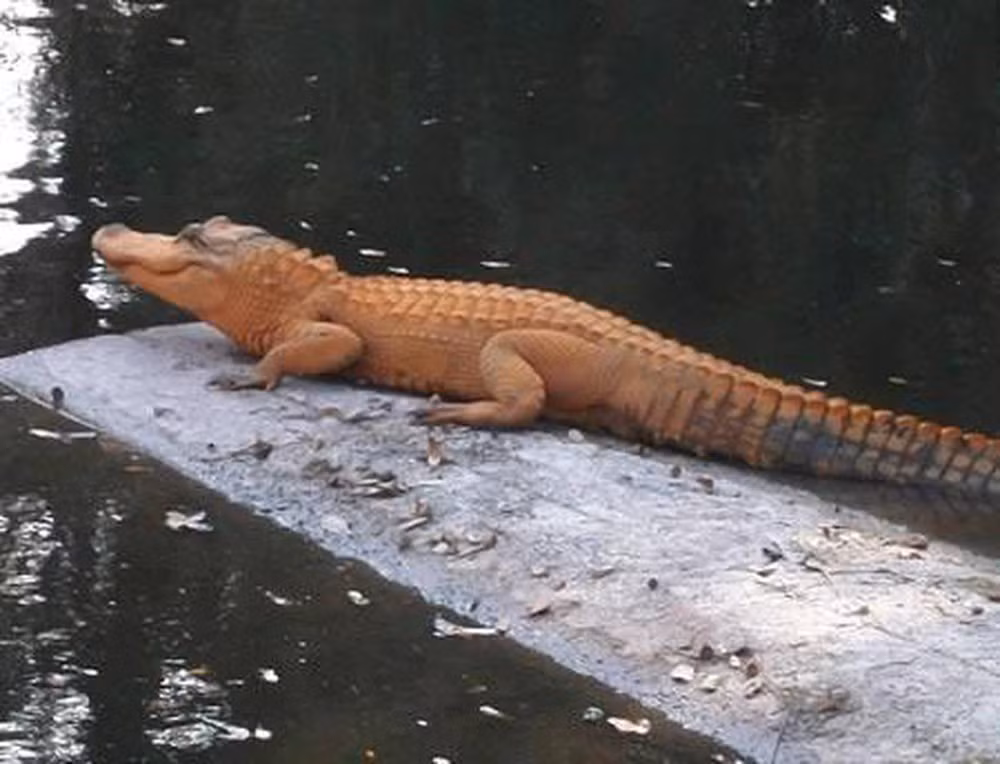 Con cá sấu màu cam được người dân phát hiện ở Venice, Florida, Mỹ. Các nhà sinh vật học cho rằng màu cam của con cá sấu là do ảnh hưởng của môi trường sống.