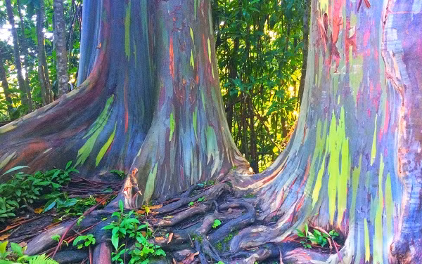 Cây bạch đàn cầu vồng có tên chính thức là Eucalyptus deglupta. Có nguồn gốc từ Philippines, Indonesia và Papua New Guinea,.... đây được xem là là một trong những kỳ quan tự nhiên đẹp nhất thế giới.