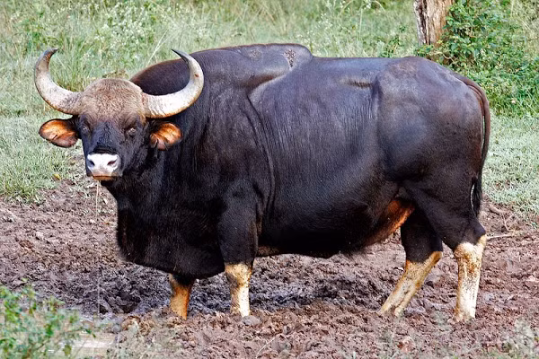 Bò tót châu Á có nguồn gốc từ Nam Á, chiều dài cơ thể từ 2,5-3,5 m và nặng 1,13 tấn. Loài này sinh sống theo bầy đàn, từ 9-13 con, ở đồng cỏ và rừng thường xanh, sừng của chúng có thể dài tới 1 m.
