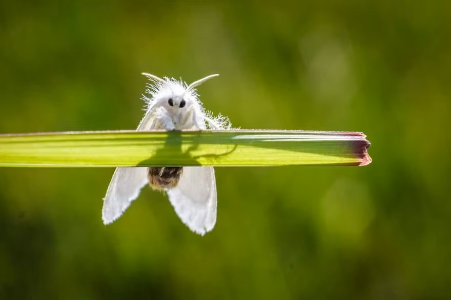 Côn trùng được xem là đối tượng chụp ảnh macro thú vị nhất của những người yêu nhiếp ảnh.