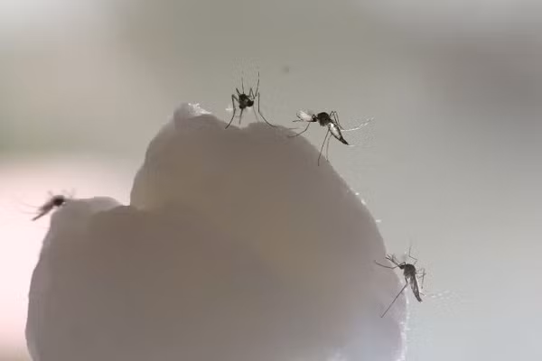 Và đúng như tính toán của các nhà khoa học, loại muỗi mới này khỏe đến mức có thể tìm gần như toàn bộ những con ''muỗi xấu'' tại Singapore để ngăn chúng sinh sản.