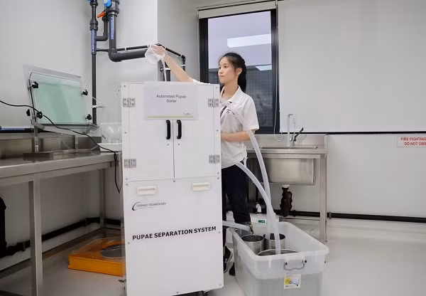 Theo các nhà nghiên cứu Singapore, cả muỗi nhân tạo và muỗi hoang dã trong môi trường tự nhiên khi bị nhiễm Wolbachia sẽ chết theo lẽ tự nhiên mà không sinh thêm bọ gậy.