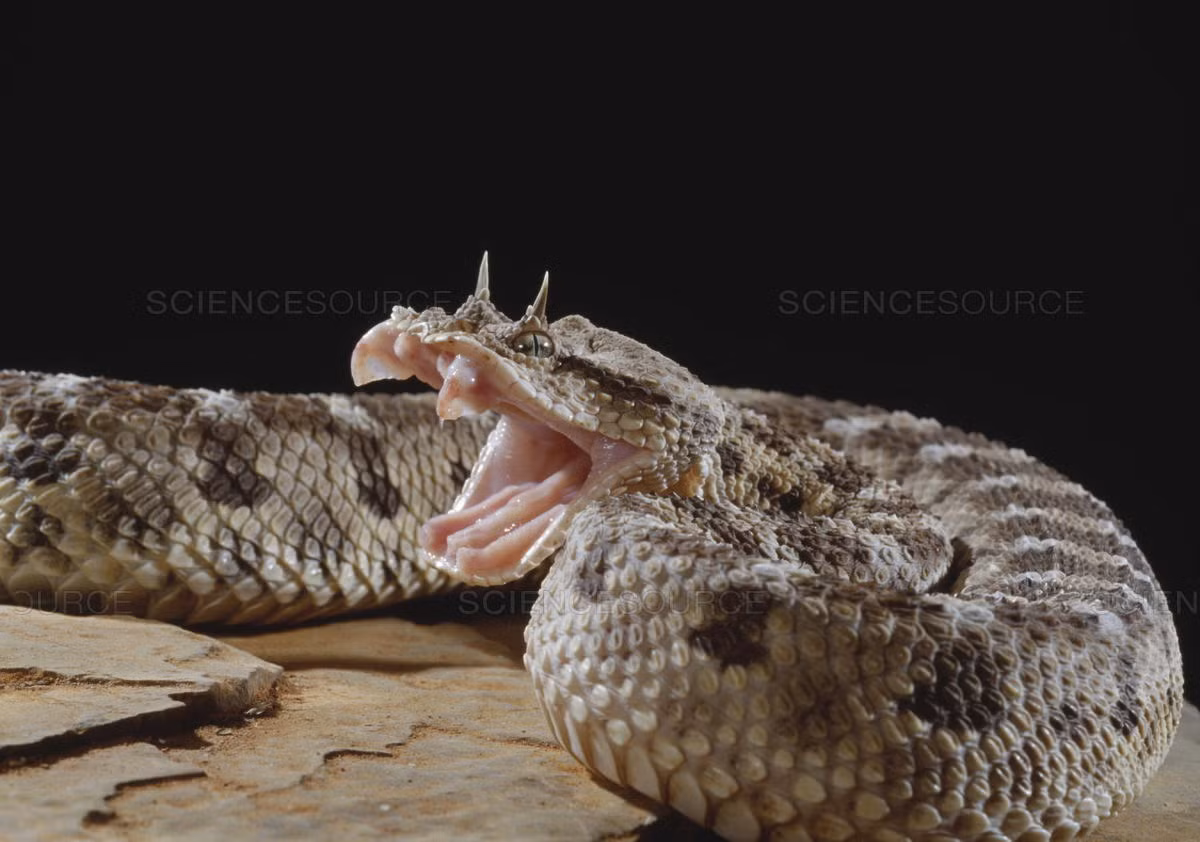 Rắn mọc sừng (tên khác là horned viper) đã trở thành một trong những loài rắn lạ nhất thế giới với vẻ ngoài như...yêu quái. Đa phần những con rắn thuộc loài này mọc sừng trên 2 mắt, nhưng một số lại không.