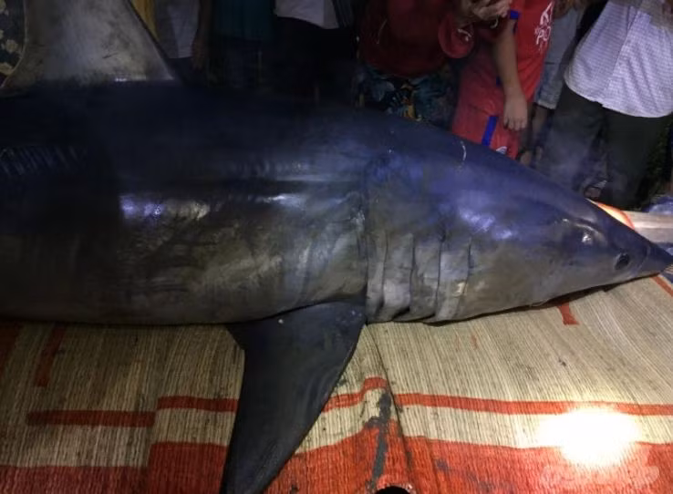 Ngay sau đó, một số người dân ở thôn Tùng Luật đã dùng thuyền ra nơi phát hiện con cá lạ để nắm bắt tình hình. Mất khoảng 1 tiếng đồng hồ mới đưa được xác cá vào khu vực bến đò B.
