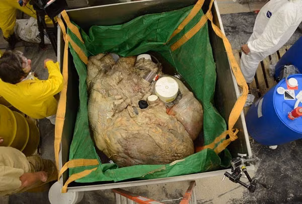 Trái tim của cá voi xanh nặng tương đương một chiếc lốp xe kéo lớn, có thể nặng tới gần 2 tạ, và đương nhiên phải vài người hợp sức mới khiêng được.