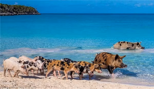 Big Major Cay hay đảo lợn nằm ở Exuma, Bahamas, vốn là ngôi nhà của hàng chục con lợn và không hề có người sinh sống. Không ai biết đến chúng đến từ đâu, người ta cho rằng chúng bơi vào đảo sau khi tàu đắm, số khác nói các thủy thủ để đàn lợn ở đây, với dự định quay lại và ''làm thịt'' sau.