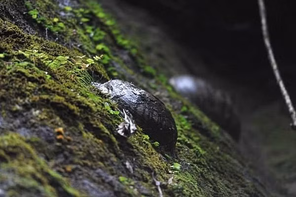 Nổi lên giữa mặt vách đá gồ ghề là những ''hòn đá trứng'' lồi hình tròn nhẵn nhụi, kích thước khác nhau. Theo thời gian chúng càng ngày càng lớn hơn, dần lộ ra và khi không thể bám trên vách nữa thì rơi xuống để nhường chỗ cho những ''quả trứng" mới.