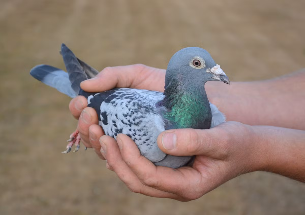 Armando từng giành quán quân tại các giải vô địch như Ace Pigeon 2018, Pigeon Olympiad 2019 và giải Angouleme... khiến nó được mệnh danh là "Chim bồ câu đua đường dài tốt nhất mọi thời đại''.