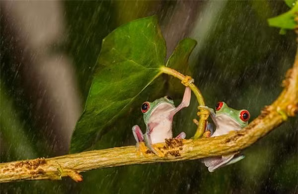 Hai anh chàng ếch xanh tranh nhau ''chiếc ô'' duy nhất giữa cơn mưa rào.