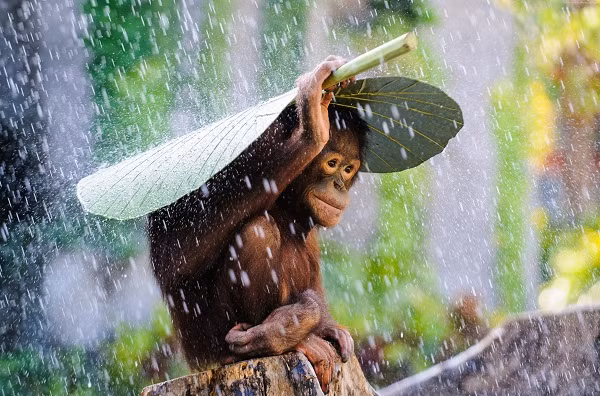 Bức ảnh chứng minh khi động vật tìm cách trú mưa, con người cũng phải nể phục vì quá sáng tạo. Chú tinh tinh con biết tự kiếm cho mình một tán lá rộng che mưa.