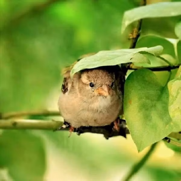 Chú chim này có vẻ hơi... quá khổ so với chiếc lá nhỏ nhắn.