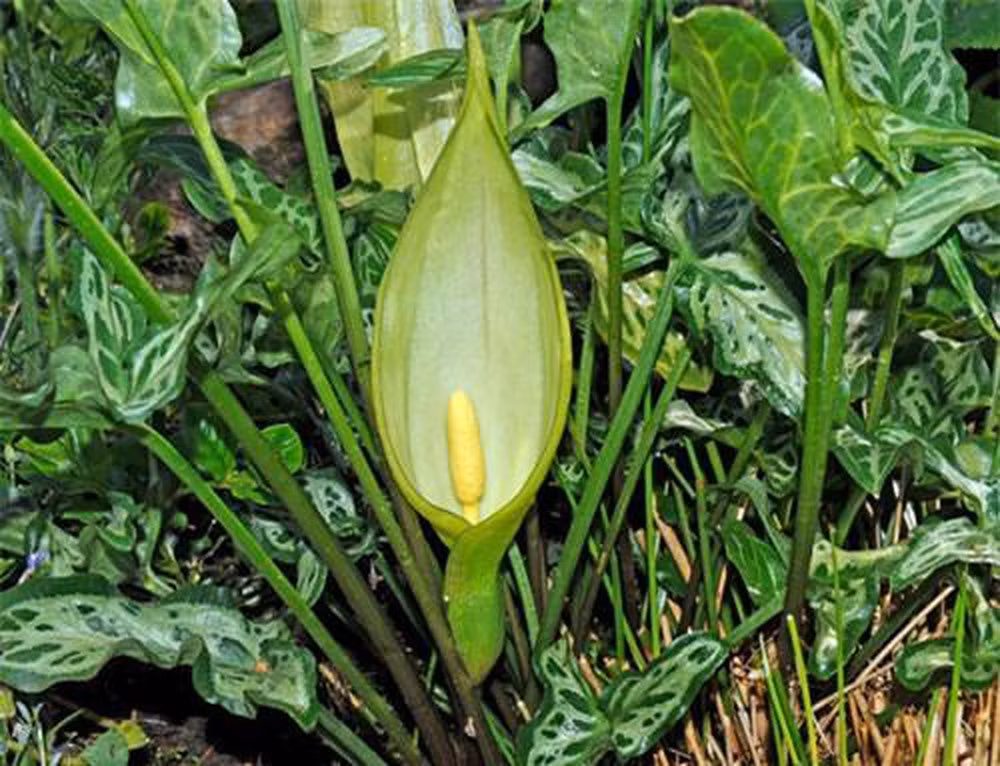 Cây Arum maculatum này là kẻ ăn thịt đáng sợ đối với các loài côn trùng nhỏ bé trong tự nhiên với mùi hôi và nhiệt độ ấm. Những bông hoa này có tinh thể hình kim gây kích ứng da, miệng, lưỡi và cổ họng, khó thở.