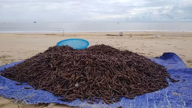 Người dân ở phường Quảng Thọ, thị xã Ba Đồn cho cho biết, chưa từng thấy cảnh tượng này bao giờ nên háo hức kéo nhau ra biển nhặt ốc đưa về ăn. Nhiều thương lái đến thu mua chất thành đống rồi chuyển đi bán nơi khác.