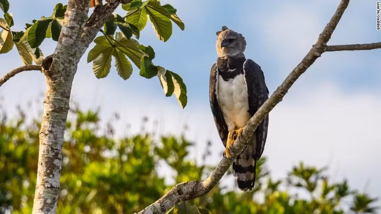WWF cho biết Tổ chức Thổ dân Quốc gia Brazil (FUNAI) - cơ quan chịu trách nhiệm quản lý những chính sách liên quan đến các bộ lạc cũng có thể sử dụng tọa độ địa lý do những người Uru-Eu-Wau-Wau cung cấp để điều tra việc khai thác gỗ bất hợp pháp.