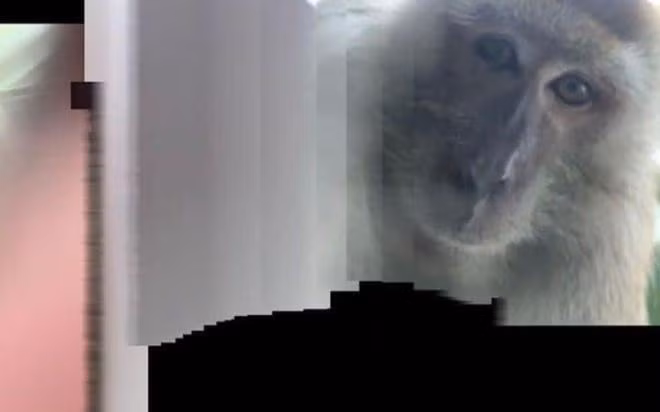 Những bức ảnh và video về hành vi "lạy ông tôi ở bụi này" của tên trộm kỳ lạ sau khi được đăng tải trên mạng xã hội nhận về sự quan tâm của cư dân mạng. Zackryds nghĩ con khi có lẽ đã lẻn vào nhà qua cửa sổ mở và lấy cắp thứ mà nó cho rằng sẽ ăn được.