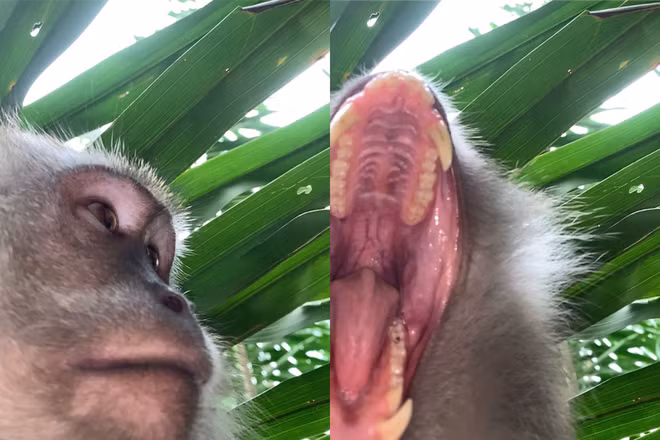 Nó nhiều lần há miệng thật to để cố gắng...ăn thịt điện thoại vì lầm tưởng là đồ ăn nhưng bất thành. Những vết cắn khiến chiếc iPhone hư hỏng nhẹ.