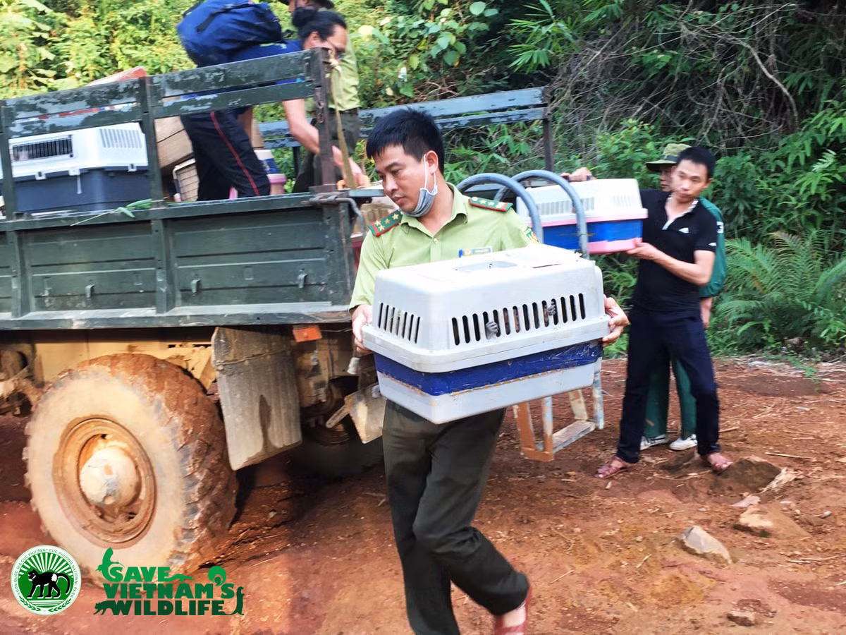 Các đơn vị vận chuyển ĐVHD để đưa đi tái thả. Trung tâm bảo tồn động vật hoang dã tại Việt Nam được biết đến trong việc hỗ trợ trực tiếp về tài chính, kỹ thuật và con người cho hai Trung tâm cứu hộ tại VQG Cúc Phương và VQG Pù Mát để cứu hộ trên 2000 cá thể động vật hoang dã nguy cấp, quý hiếm trong 6 năm qua. Hiện nay SVW còn tích cực hỗ trợ một phần về thức ăn, chữa trị thú y, phương tiện vận chuyển hoặc tư vấn kỹ thuật để giúp nhiều Trung tâm cứu hộ ĐVHD của nhà nước, nhằm đưa ra các giải pháp bảo tồn hiệu quả cho các loài được cứu hộ. 