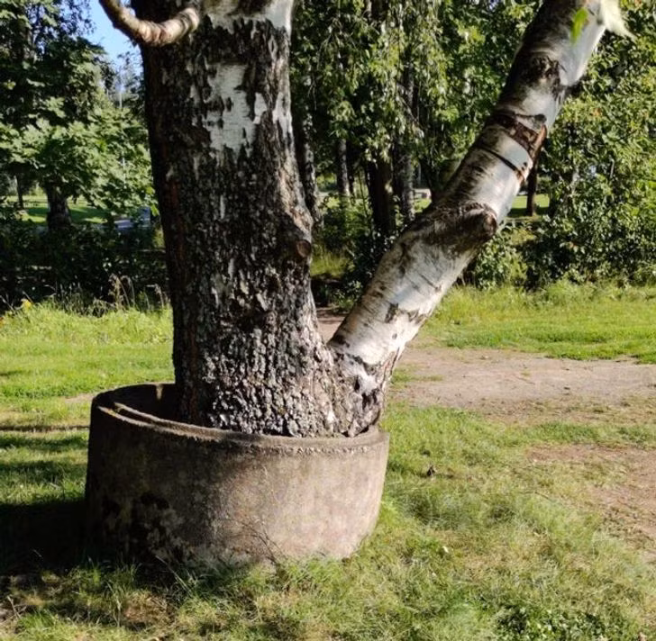 Bạn đã bao giờ thấy cây mọc lên từ...một cái giếng như thế này.