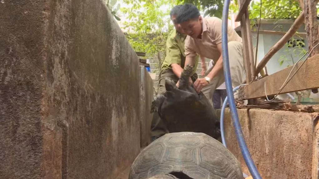 Hiện Công an TP Buôn Ma Thuột đã bàn giao 101 cá thể rùa cho Trung tâm cứu hộ, bảo tồn và phát triển sinh vật Vườn quốc gia Cúc Phương chăm sóc nuôi dưỡng. 14 con còn lại là động vật hoang dã nhưng không có tên trong danh mục, nghị định của Chính phủ.