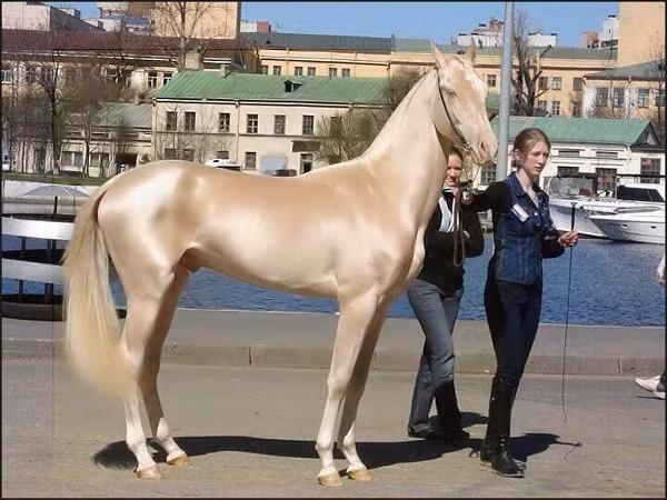 Ngựa vàng Akhal-Teke được biết đến là một trong những loài dị thú đẹp nhất hành tinh khi sở hữu bộ lông như dát vàng, óng mượt đẹp tuyệt trần cùng trí thông minh vượt trội. Tuy nhiên loài này đang thuộc dạng cực quý hiếm khi trên thế giới chỉ còn tồn tại khoảng 6.600 cá thể.