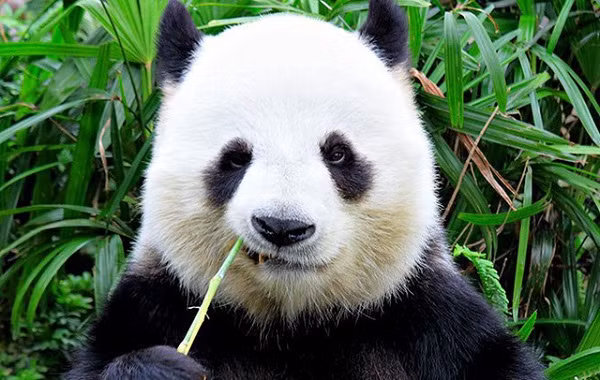 Fan của bộ phim nổi tiếng Kungfu Panda hẳn chẳng ai nghĩ gấu trúc lại lọt vào danh sách những loài vật có chỉ số IQ thấp nhất thế giới. Mặc dù vẻ ngoài trông đáng yêu song thực tế, chỉ số thông minh của loài vật này là cực thấp.