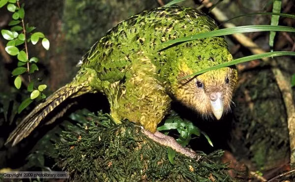 Loài vẹt này có thói quen hơi khác lạ, thậm chí là vô cùng ngớ ngẩn: Khi Kakapo sợ, nó có thói quen là ''đóng băng'' một chỗ, đôi khi, chúng sẽ tìm cách trèo lên cây, giang cánh và bay. Chính vì ngốc nghếch đến mức không phân biệt được bạn tình, loài vệt này gần như đã tuyệt chủng.