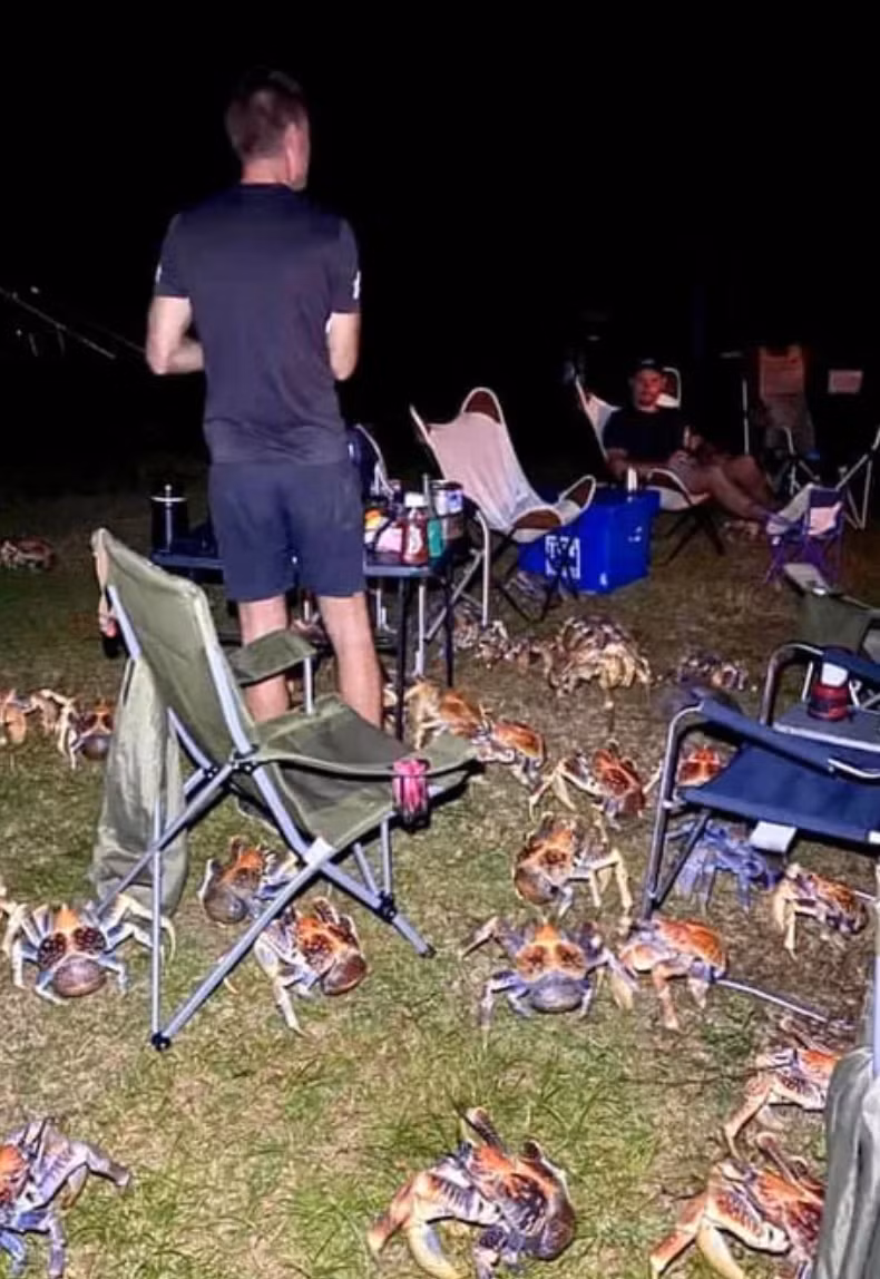 Cả gia đình đang vui vẻ tận hưởng bữa tiệc nướng BBQ, bỗng từ đâu một đàn cua khổng lồ kéo đến tấn công. Điều kinh hãi hơn, chúng lớn hơn loài bình thường rất nhiều, lại kéo đến với số lượng lớn như những con quái vật.