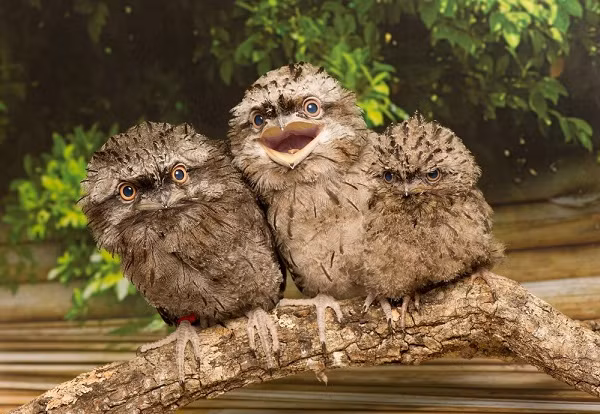 Chim Potoo không có lông quanh mỏ chỉ "ngồi" thẳng một chỗ trên gốc cây và cố gắng ngụy trang. Thức ăn của chim Potoo chủ yếu là các loài côn trùng như bọ cánh cứng, bướm đêm, châu chấu và mối.
