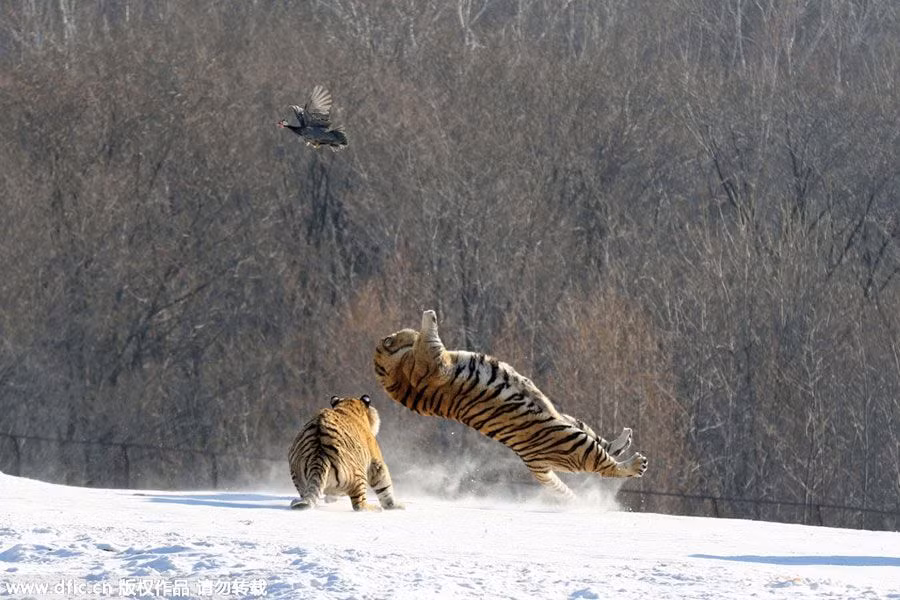 Thế nhưng kết quả không như chúng ta tưởng tượng, con hổ Siberia ngã nhào vì trượt chân trên tuyết. Trong khi con mồi nhanh chóng tranh thủ thoát thân.
