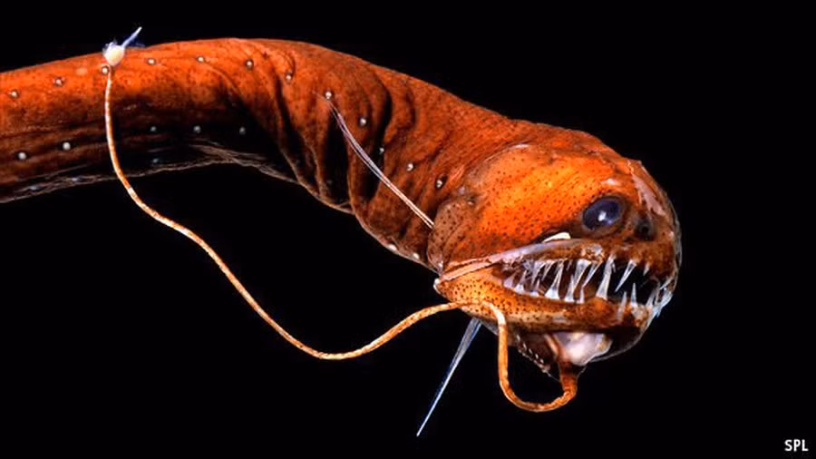 Cá rắn Viper (tên khoa học: Mesopelagic), được tìm thấy ở độ sâu từ 80-1.600m) thuộc chi Chauliodus, là một trong những loài sinh vật có vẻ ngoài dữ tợn nhất đại dương.